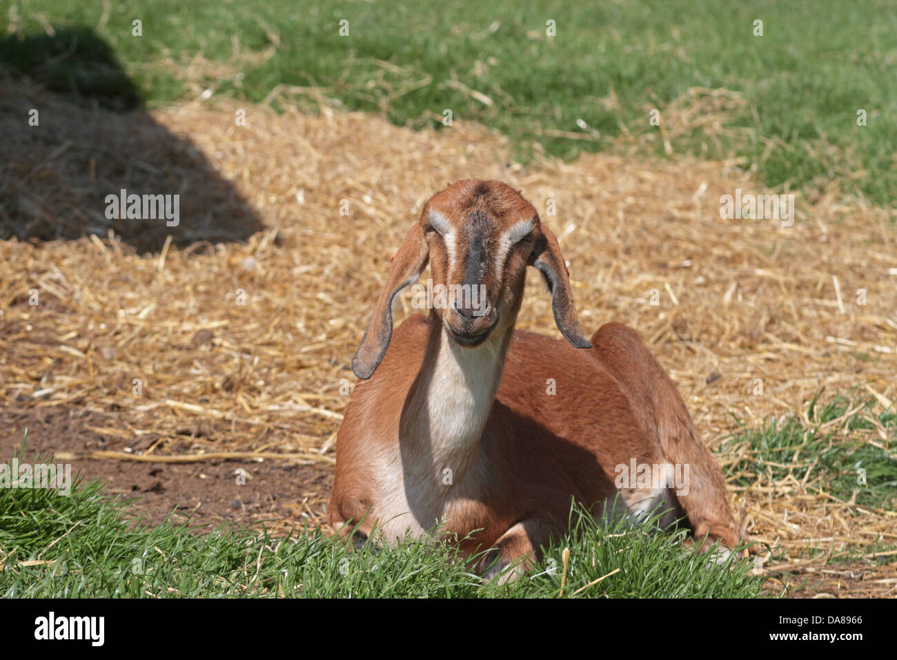 Nubian goat hires stock photography and images Alamy
