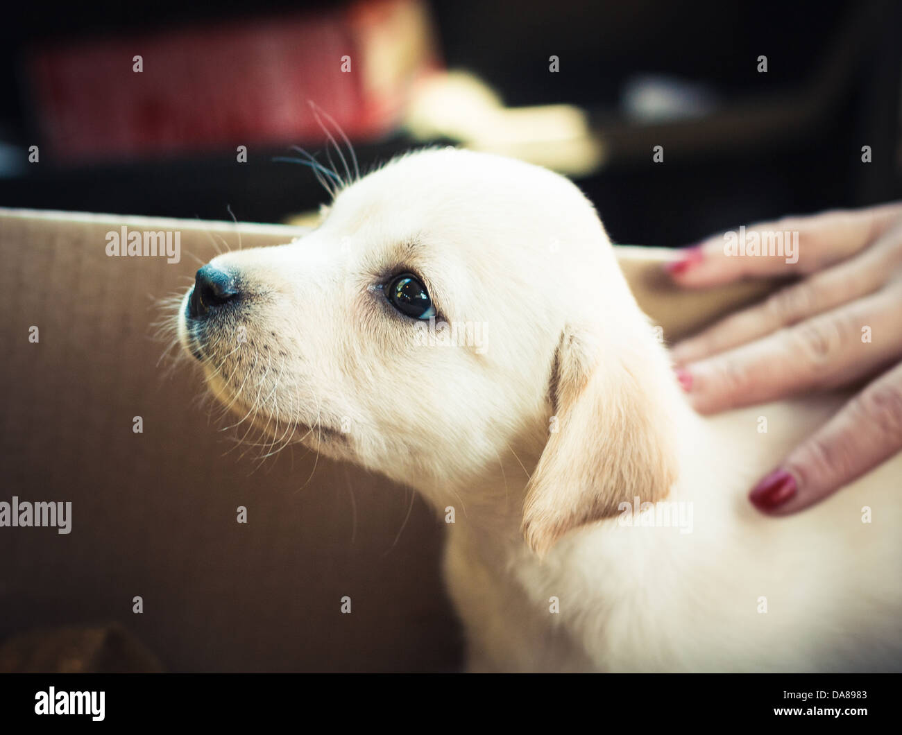 Golden retriever puppy of 7 weeks old Stock Photo - Alamy