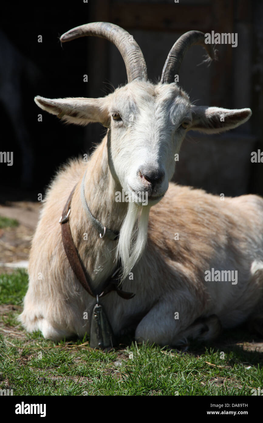 a goat chilling in the sun with a bell on, lying down on green grass Stock Photo