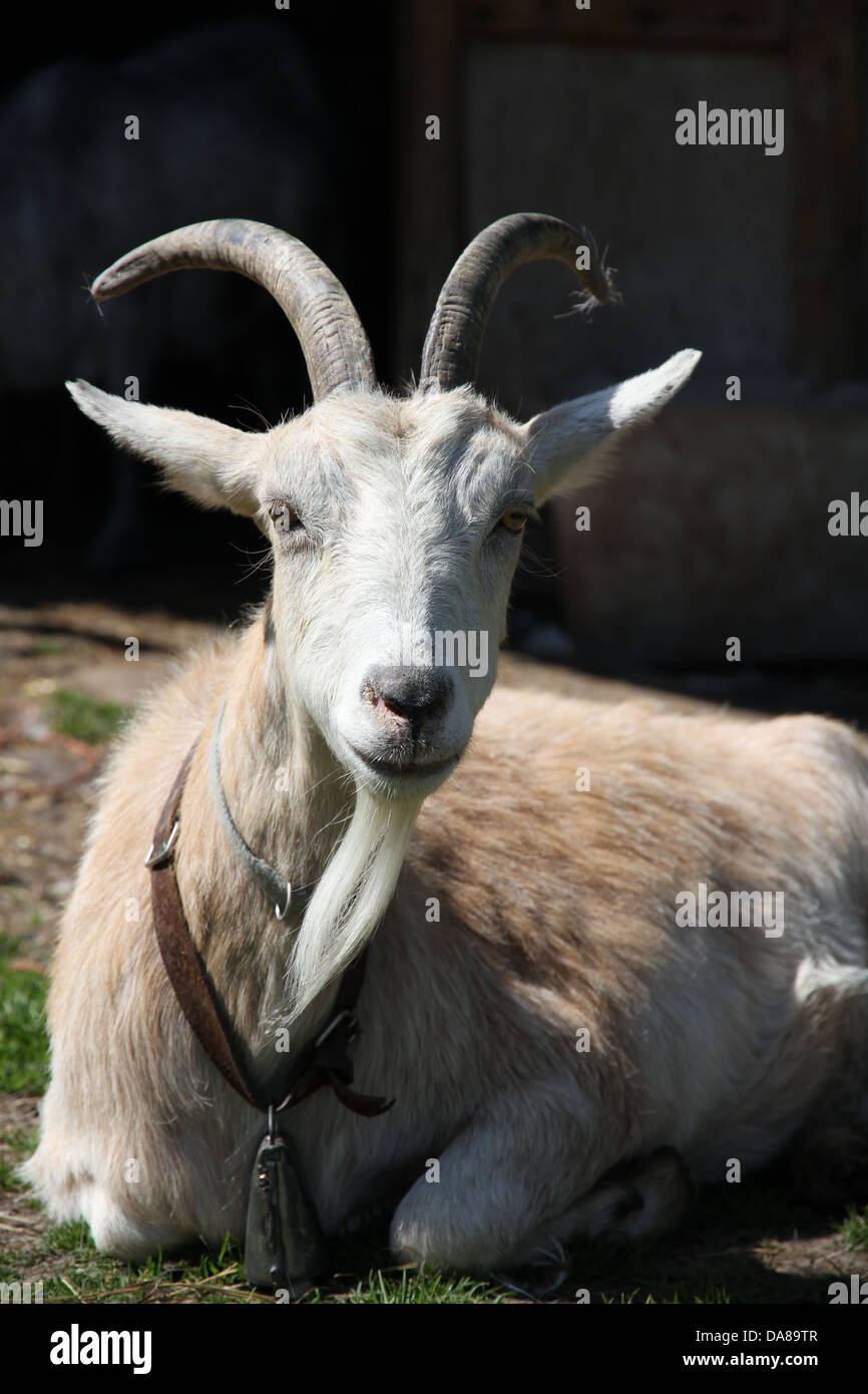 a goat chilling in the sun with a bell on, lying down on green grass Stock Photo