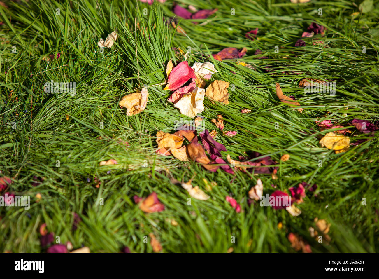 Natural confetti scattered on grass Stock Photo Alamy