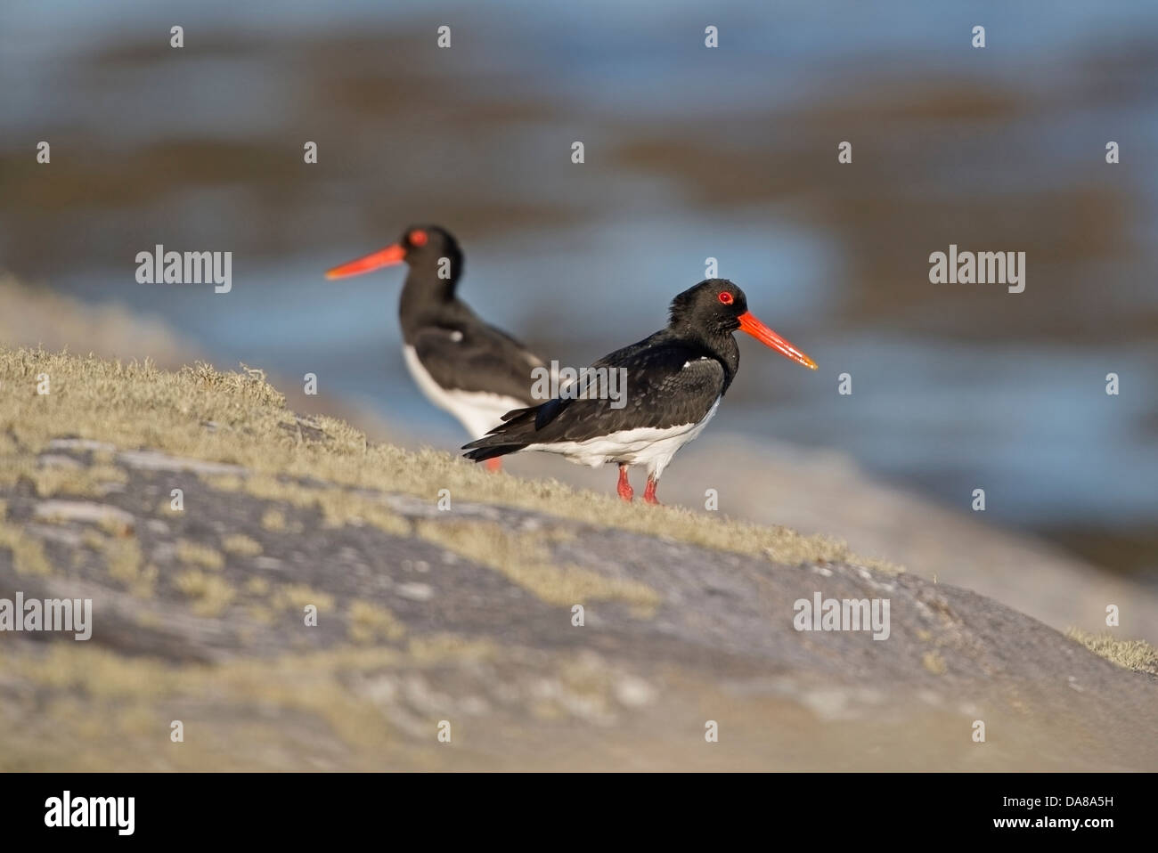 Haematopus ostralegus, Oyster Catchers on Rocks at South Uist, Outer Hebrides in June Stock Photo