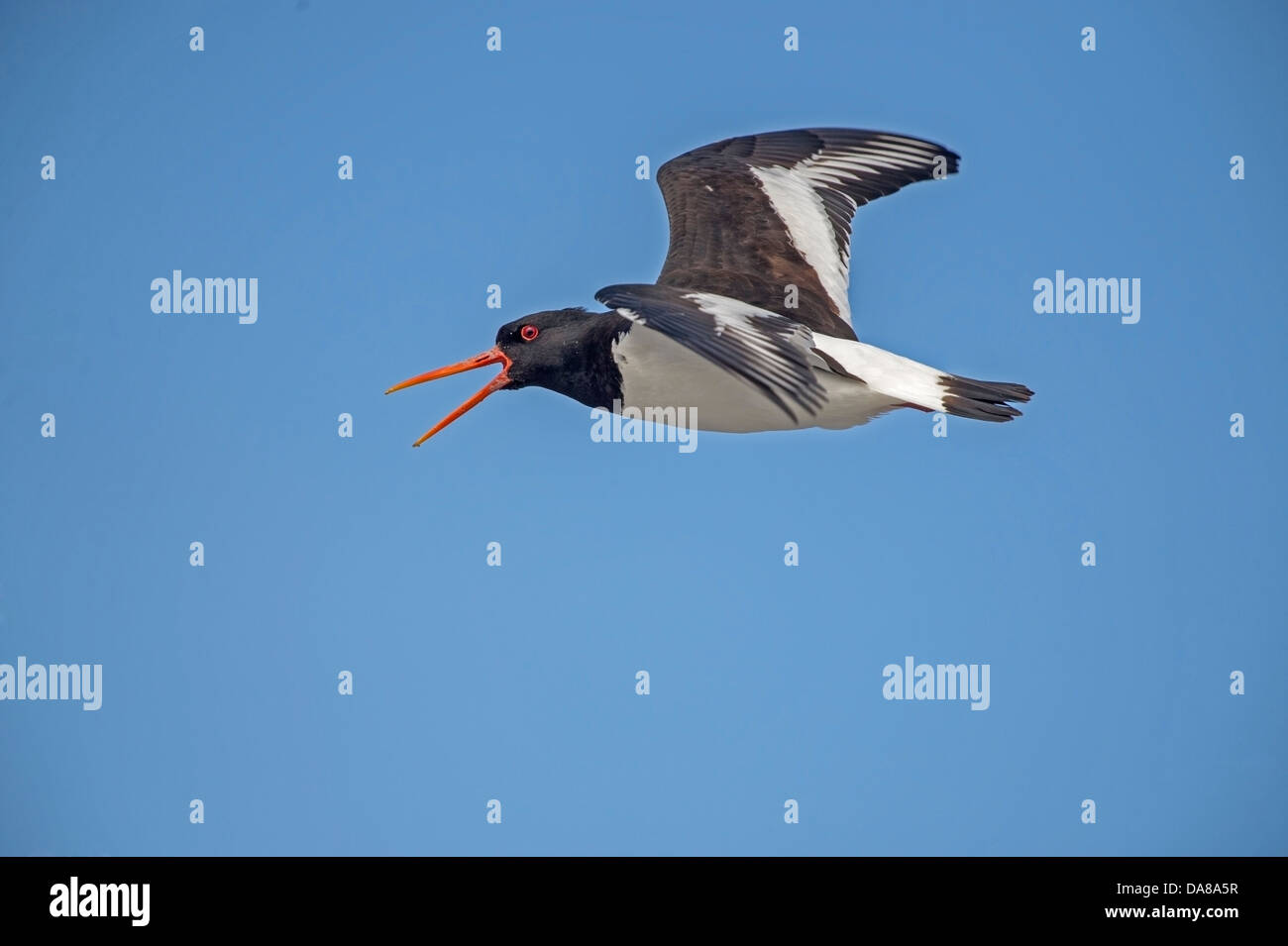 Haematopus ostralegus, Oyster Catcher in flight sounding warning alert