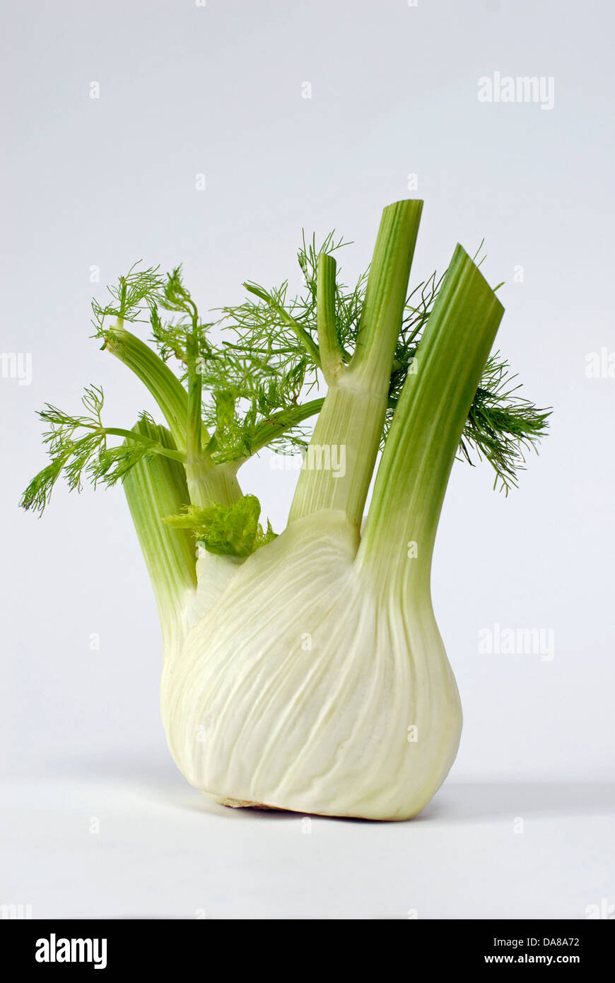 A bulb of fennel Stock Photo