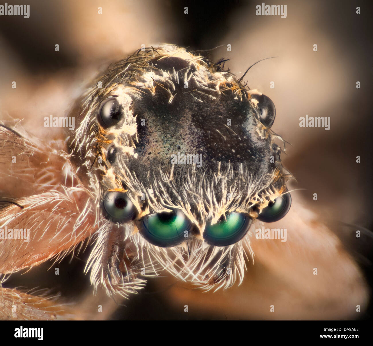High macro photo. Spanish jumping spider, anterior median eye details Stock Photo