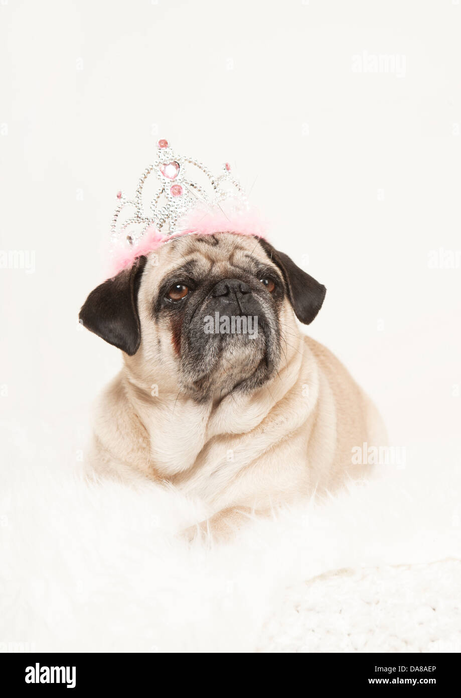 male pug with a crown on his head looks sublime to the side, white background, studio portrait Stock Photo