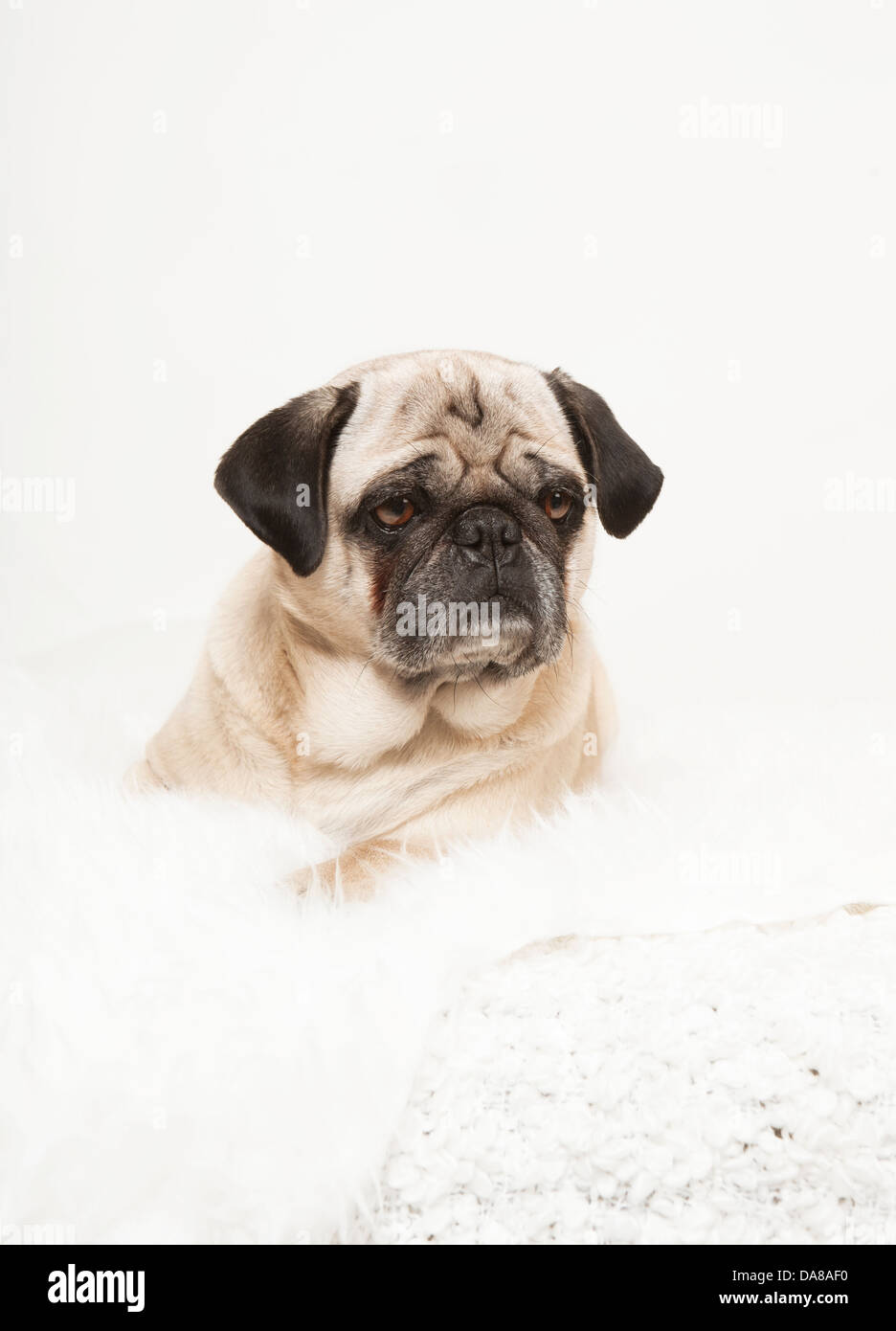 pug portrait on a white blanket, dog looking to the side, white background Stock Photo