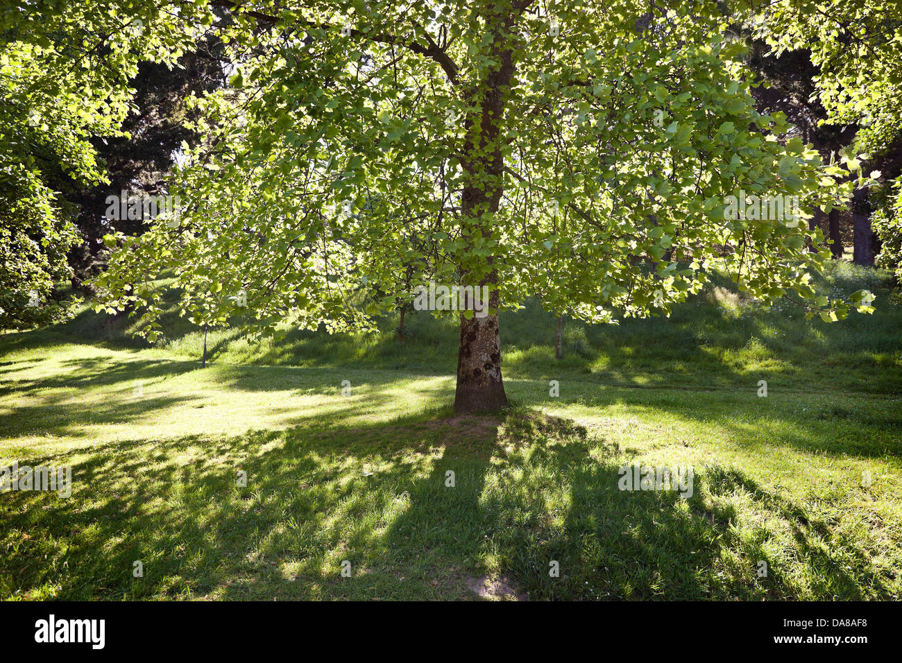 Back lit tree, summer, light and shade Stock Photo