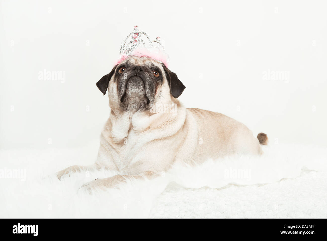 pug lying with a pink crown on her head, white background, cream-colored dog looks up Stock Photo