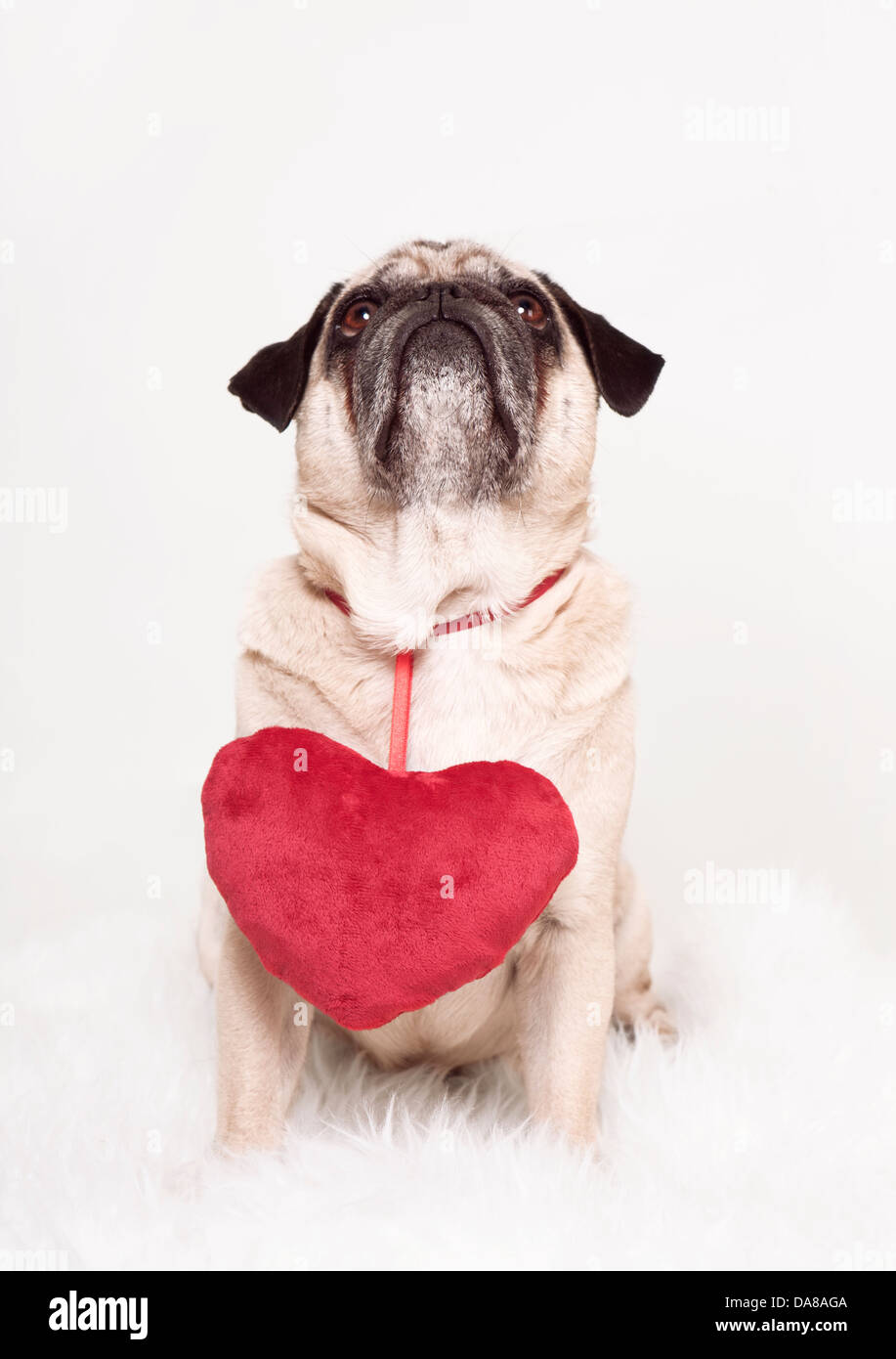 pug heart valentine's day, dog looks up, wears a red heart around neck, white background Stock Photo