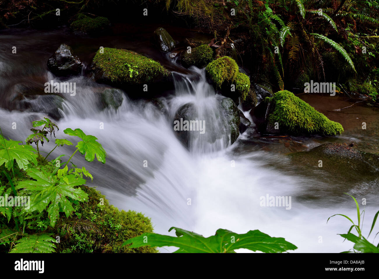 Small creek in the rain forest. Olympic National Park, Washington, USA. Stock Photo