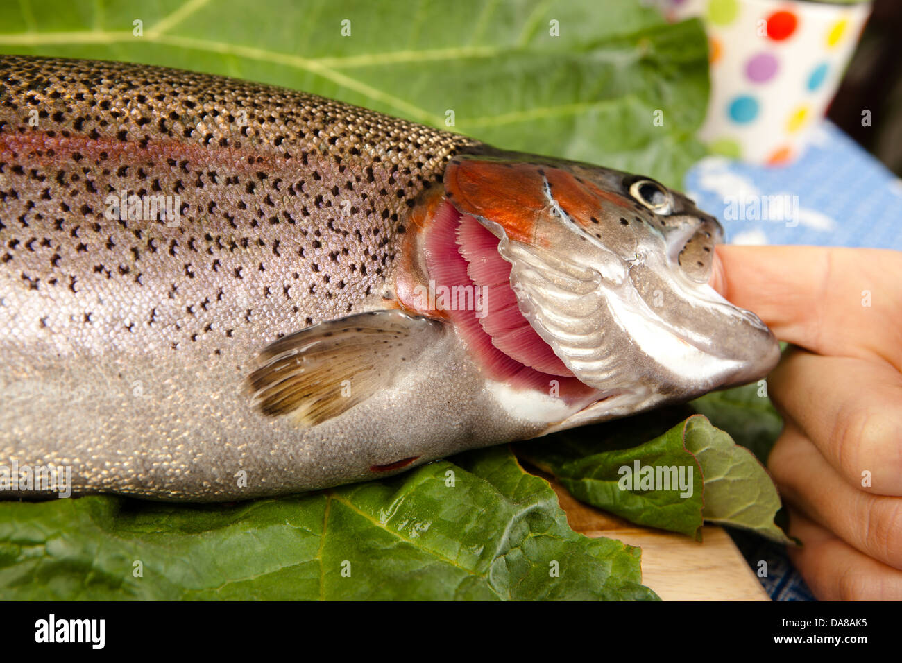 recognize fresh trout to the gills, close up, cut a raw rainbow trout, blurred background Stock Photo