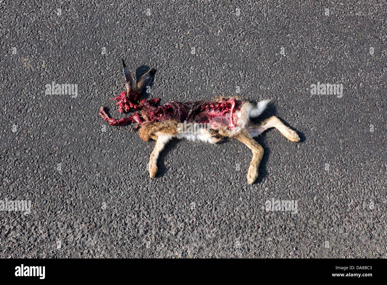 Rabbit Roadkill Stock Photo