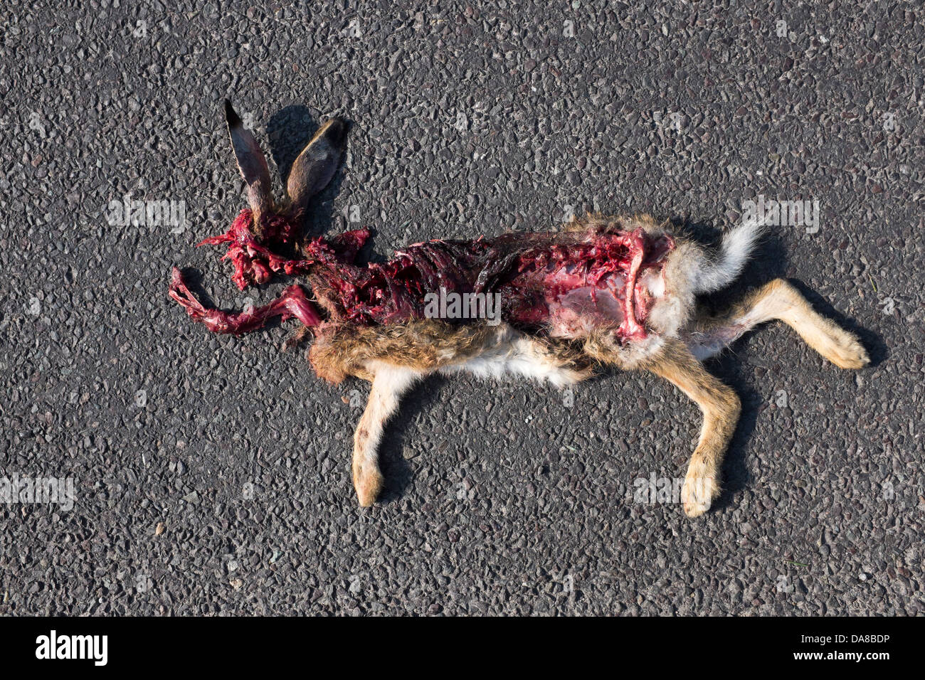 Rabbit Roadkill Stock Photo