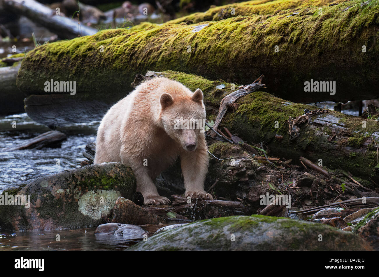 Spirit bear walking upstream Stock Photo