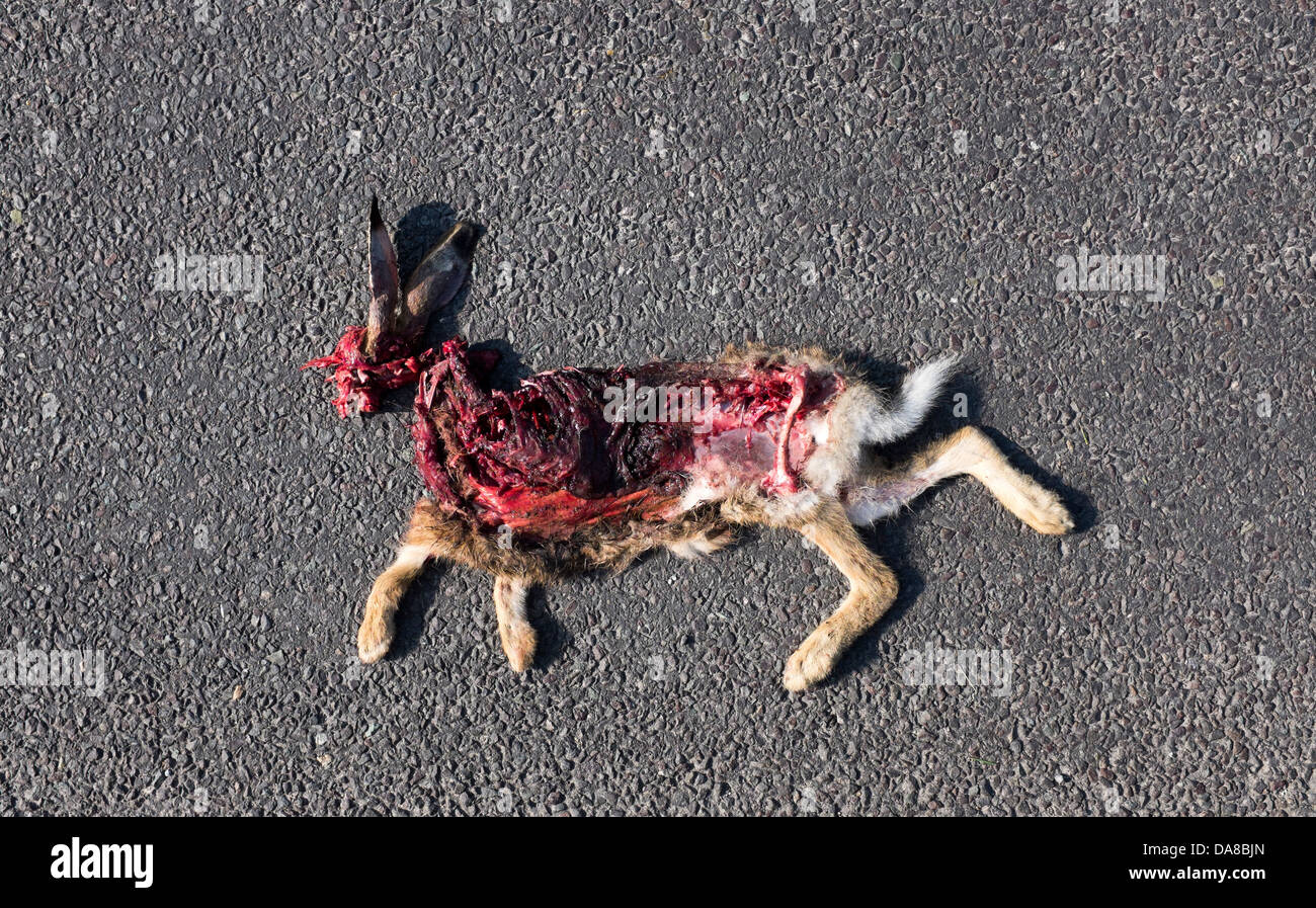 rabbit-roadkill-DA8BJN.jpg
