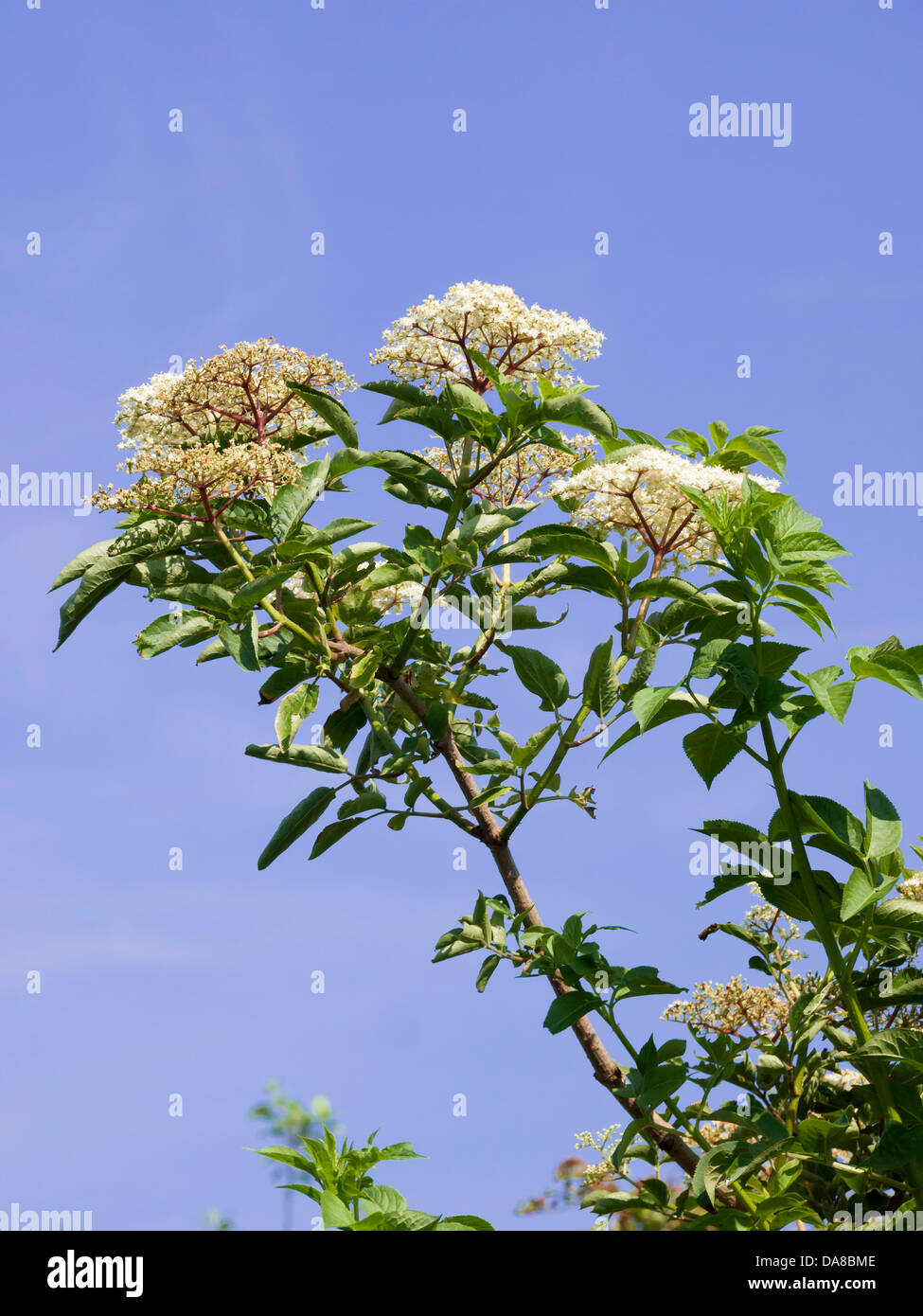Elder tree sambucus nigra hi-res stock photography and images - Alamy