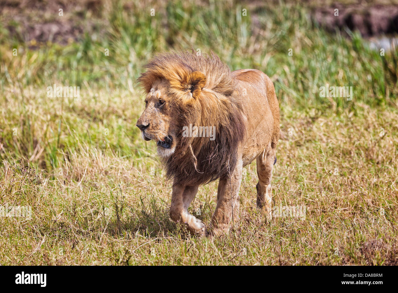 African male lion masai mara national park hi-res stock photography and ...