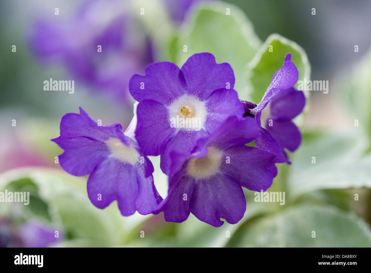 Primula marginata growing in a protected environment. Stock Photo