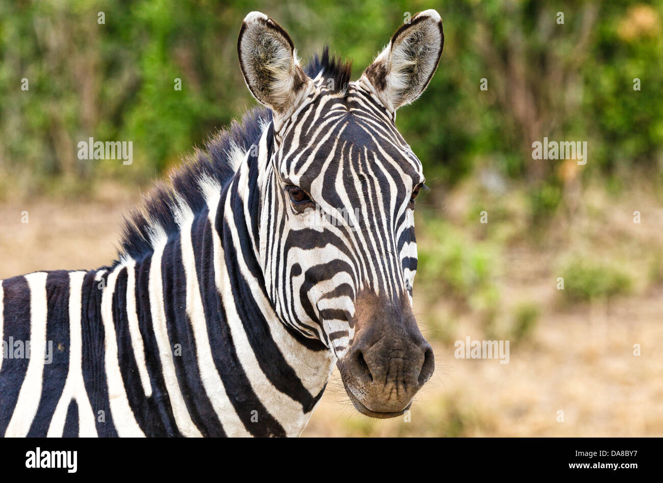 Zebra Portrait in the Masai Mara National Park in Kenya, Africa Stock ...
