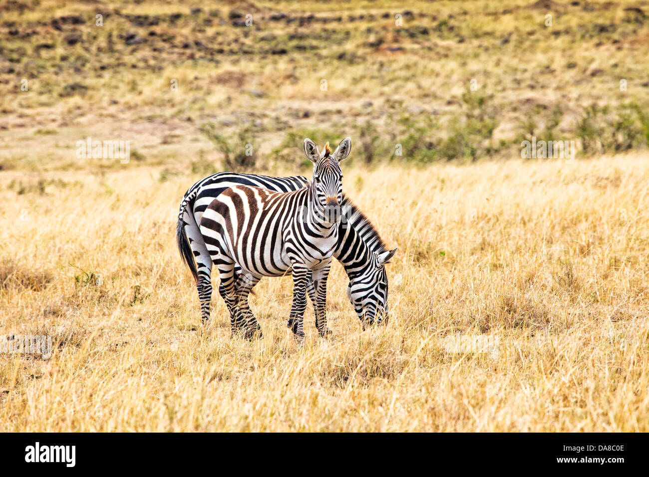 Zebras in the Masai Mara National Park in Kenya, Africa Stock Photo - Alamy