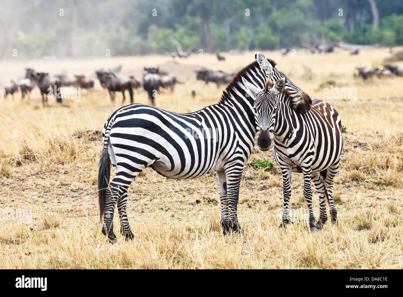 Two Zebras affection in the Masai Mara National Park, Kenya, Africa ...