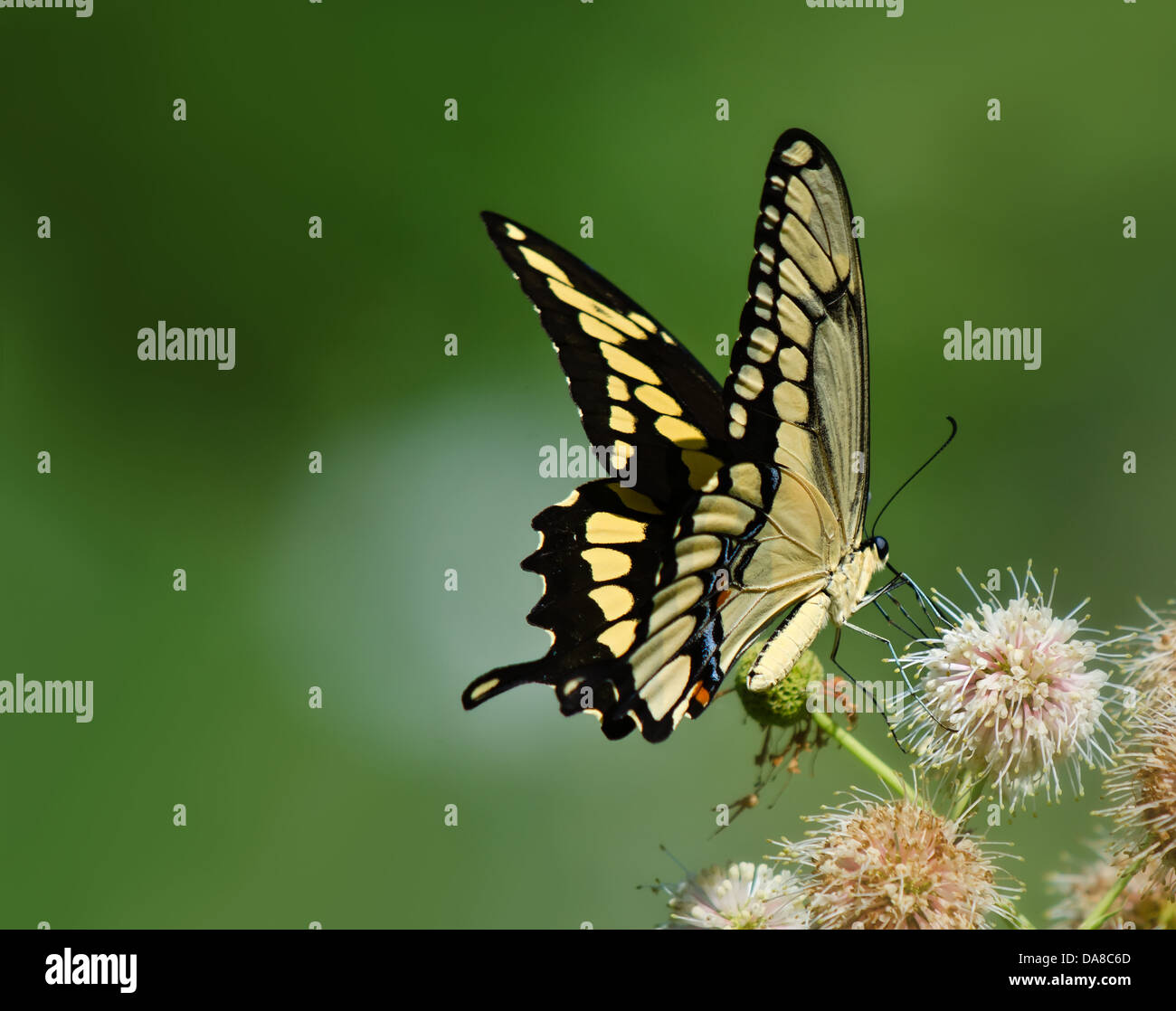 Giant Swallowtail butterfly (Papilio cresphontes) feeding on button bush flowers. Green soft background with copy space. Stock Photo