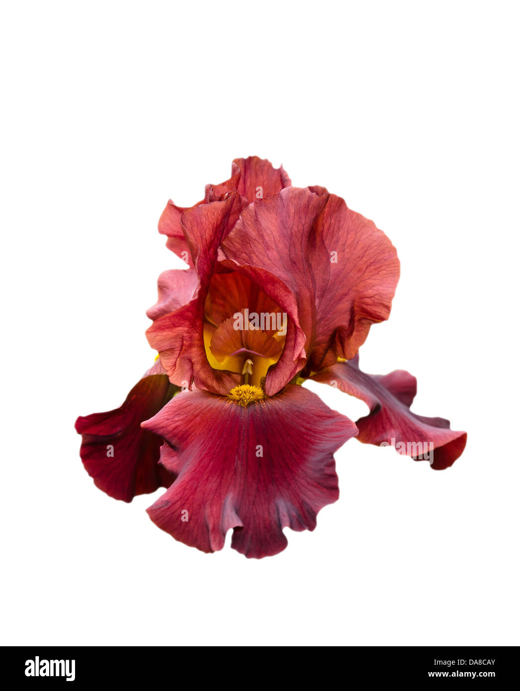 Red breaded Iris flower isolated over white Stock Photo