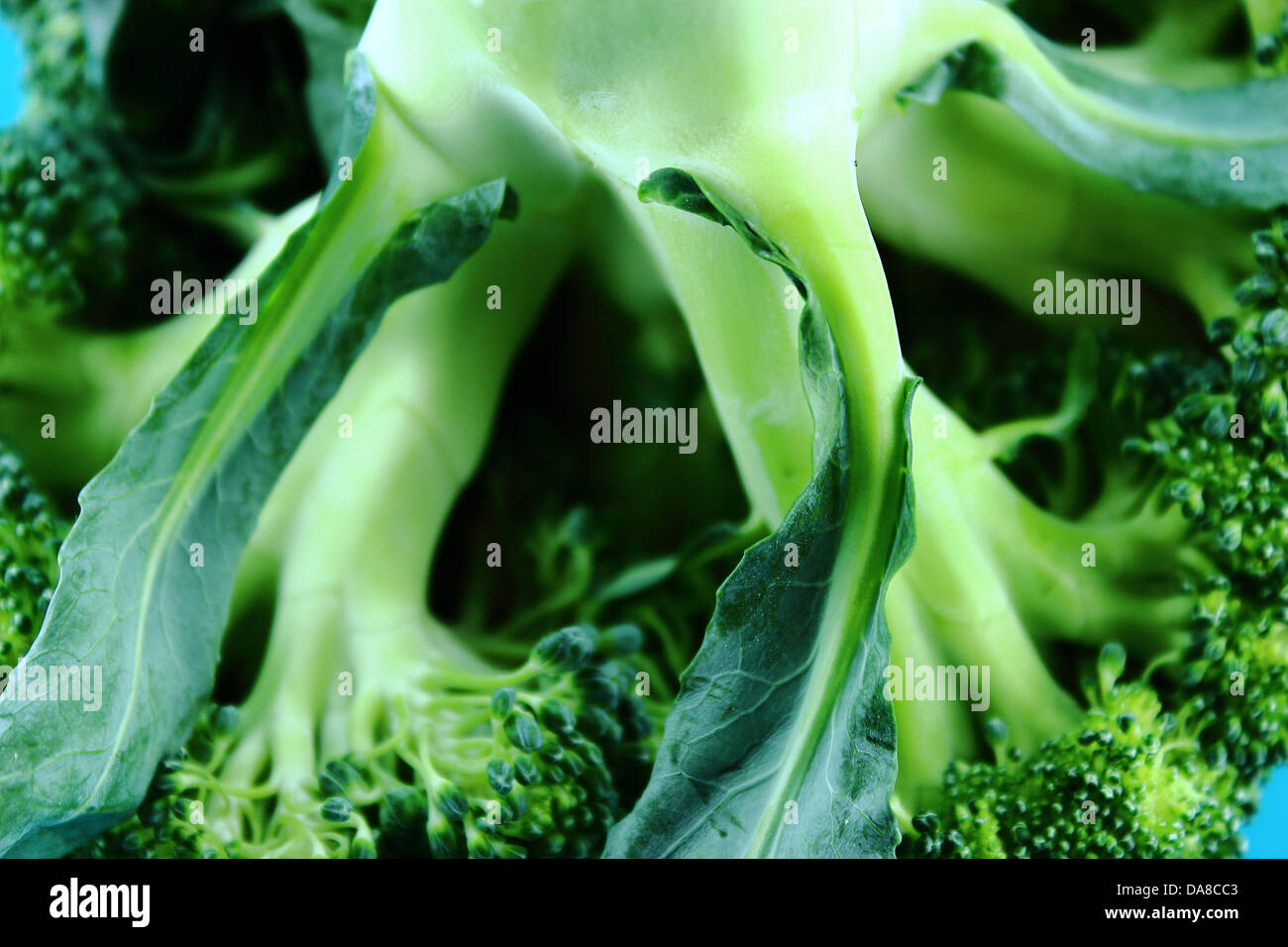 Fresh broccoli in closeup Stock Photo