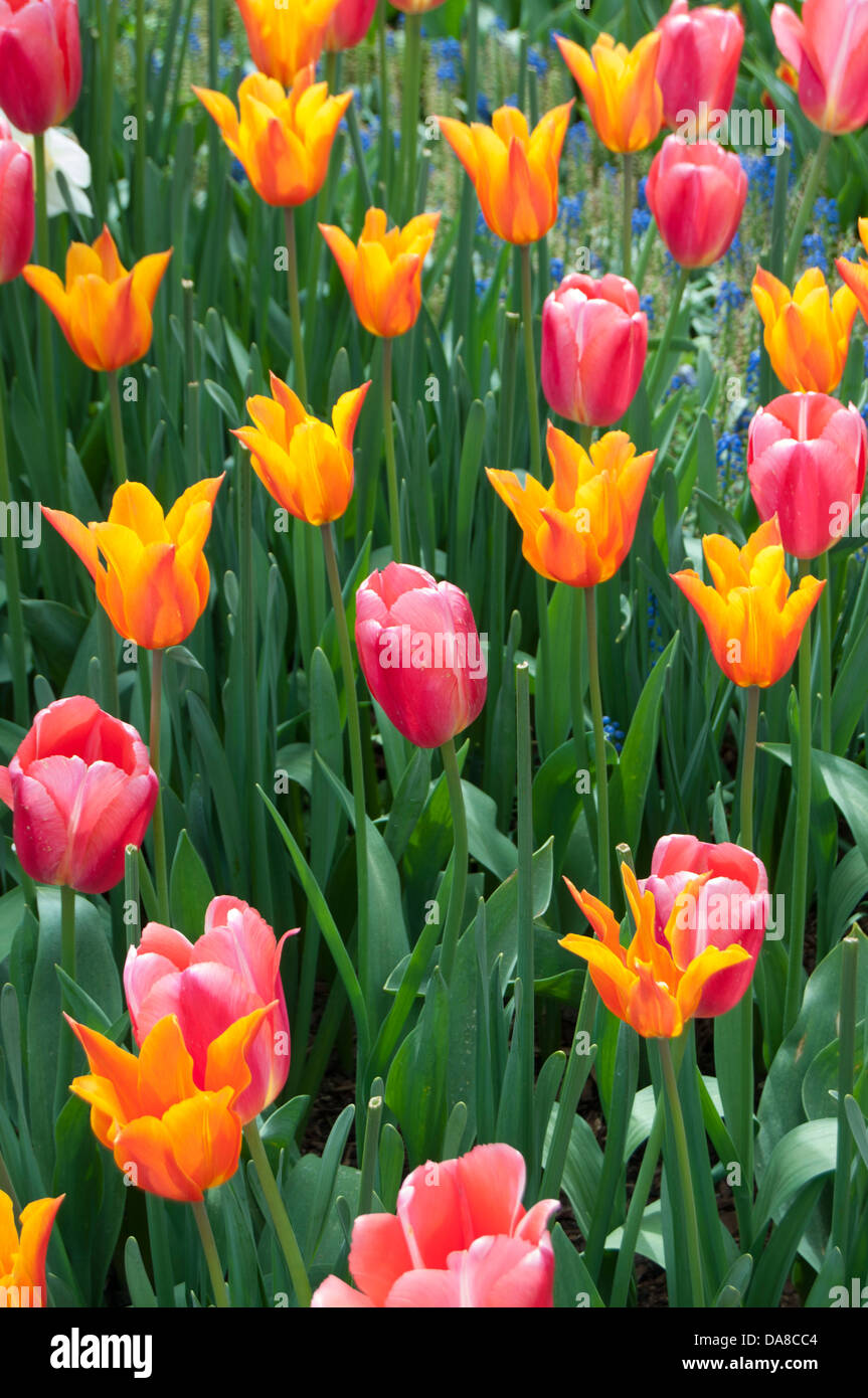 RoozenGaarde display gardens in the Skagit Valley,Washington State, a major tulip producing farm and popular tourist destination Stock Photo