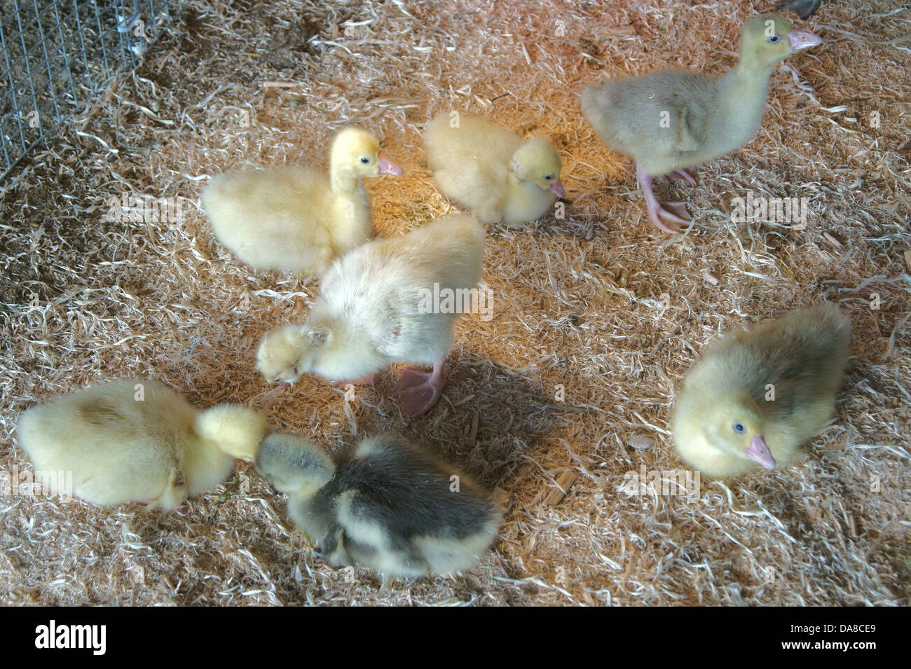 Baby ducks hi-res stock photography and images - Alamy
