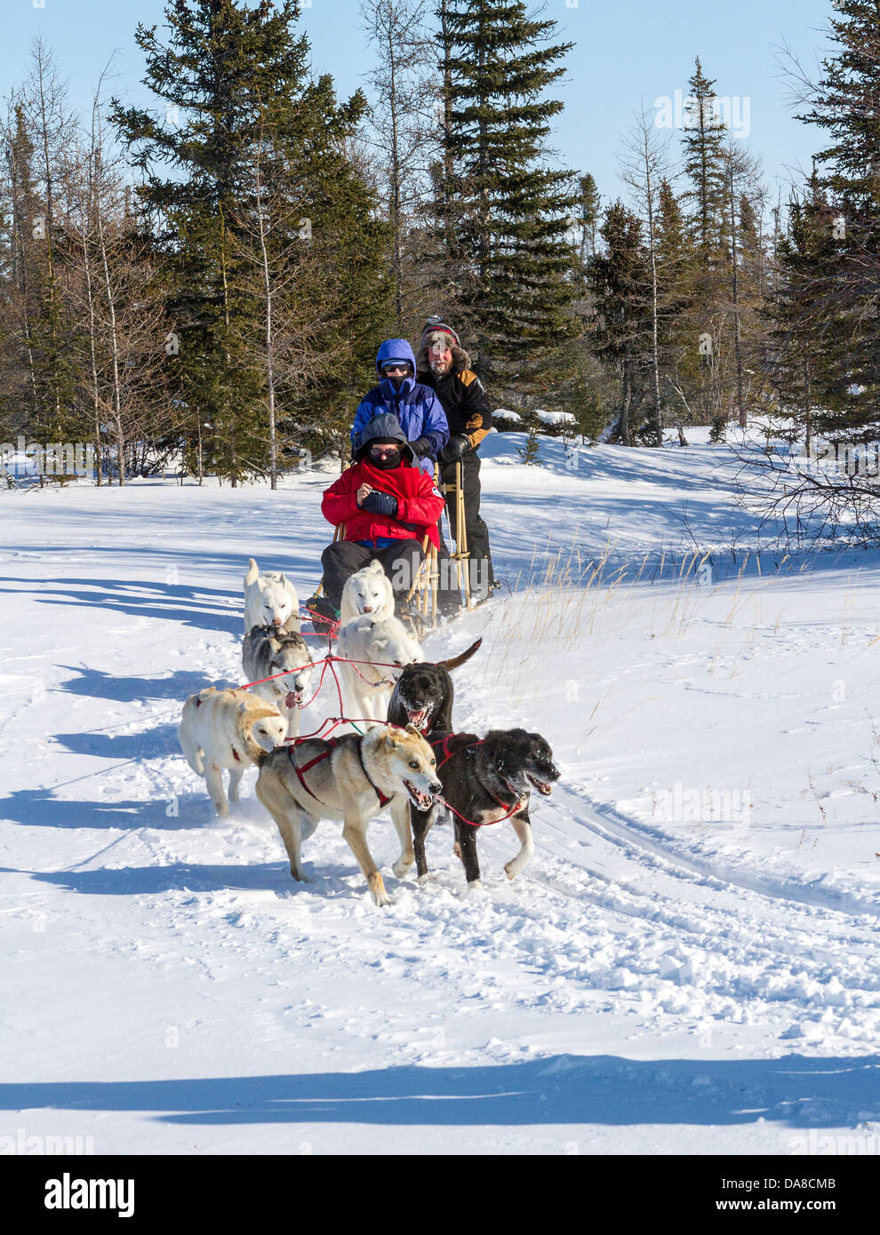 Tourists enjoy ride in dog sled at Wapusk Adventures dog sledding yard. Stock Photo