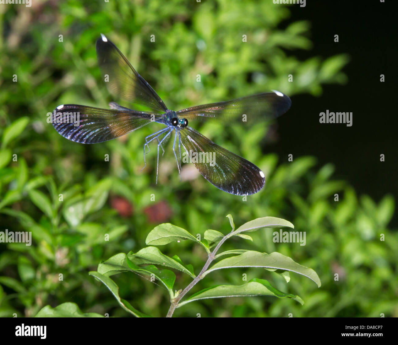 Ebony jewelwing (Calopteryx maculata) flying (Georgia, USA). Stock Photo