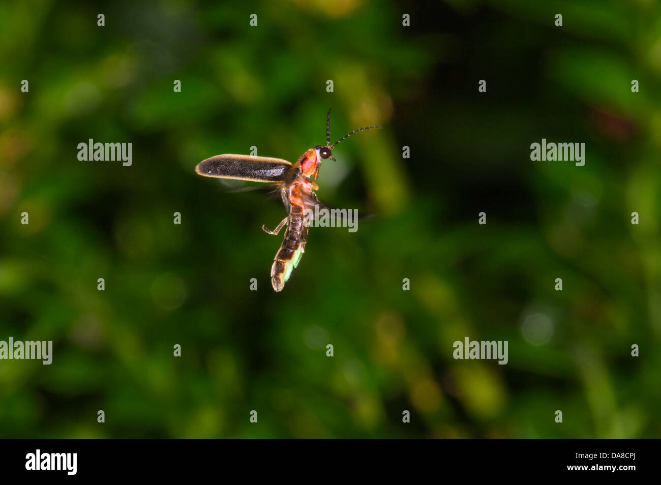 Eastern firefly (photinus pyralis), usa hires stock photography and