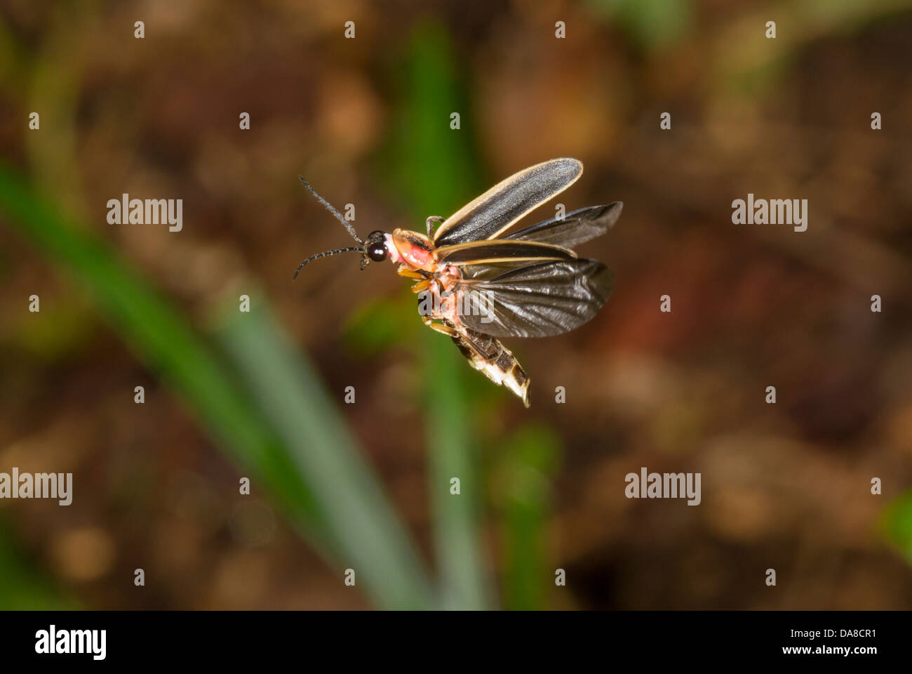 Photinus pyralis hires stock photography and images Alamy