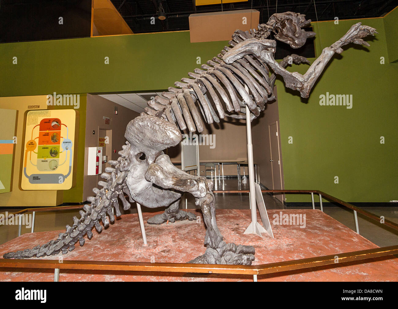 Replica skeleton of megatherium, a ground sloth that lived until 10,000 years ago in Canadian prairies. Manitoba Museum Stock Photo