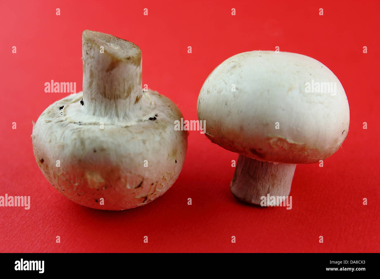 button mushrooms, champignons Stock Photo Alamy