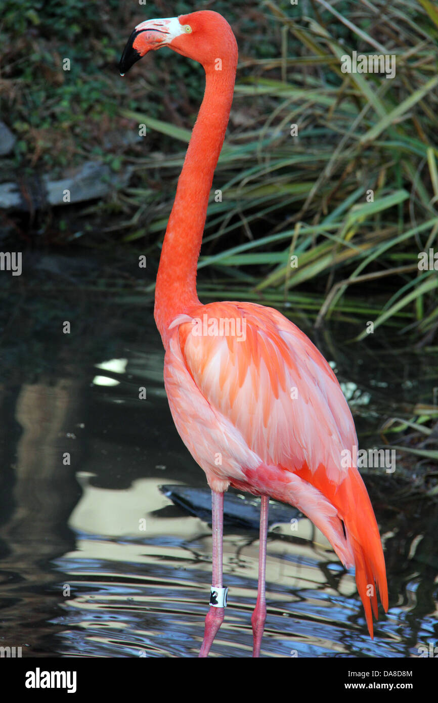 Flamingo seen at a pond in Philadelphia, Pennsylvania. Stock Photo