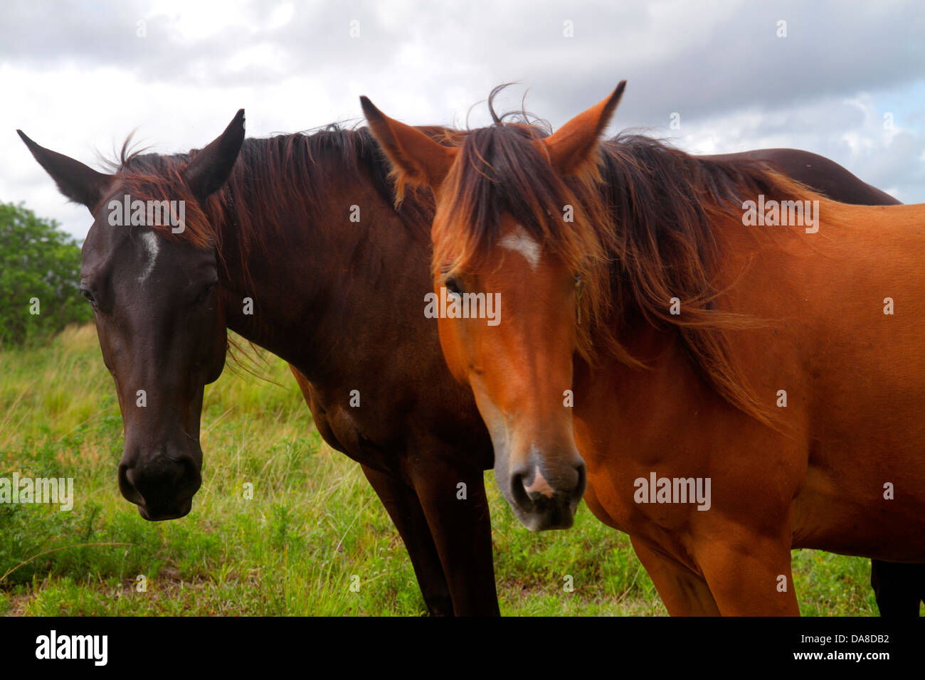 Florida LaBelle,horse horses,horses,pasture,curious,visitors travel