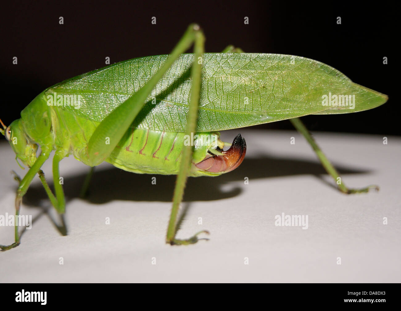 Katydid Green Grasshopper ( Long-horned Grasshopper ) Insect side view Stock Photo