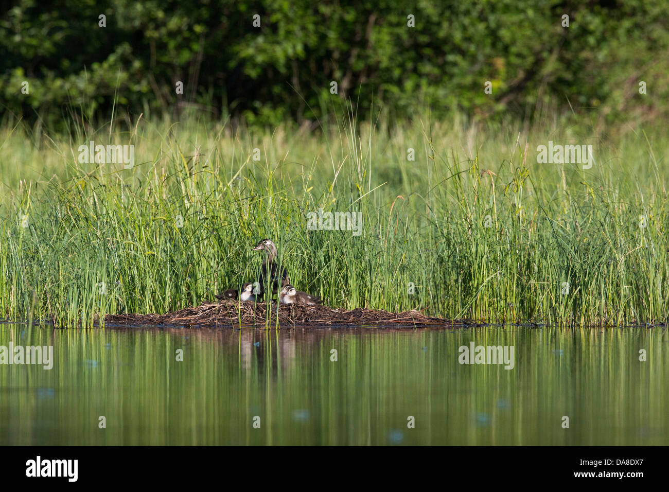 Wood duck hen and ducklings Stock Photo