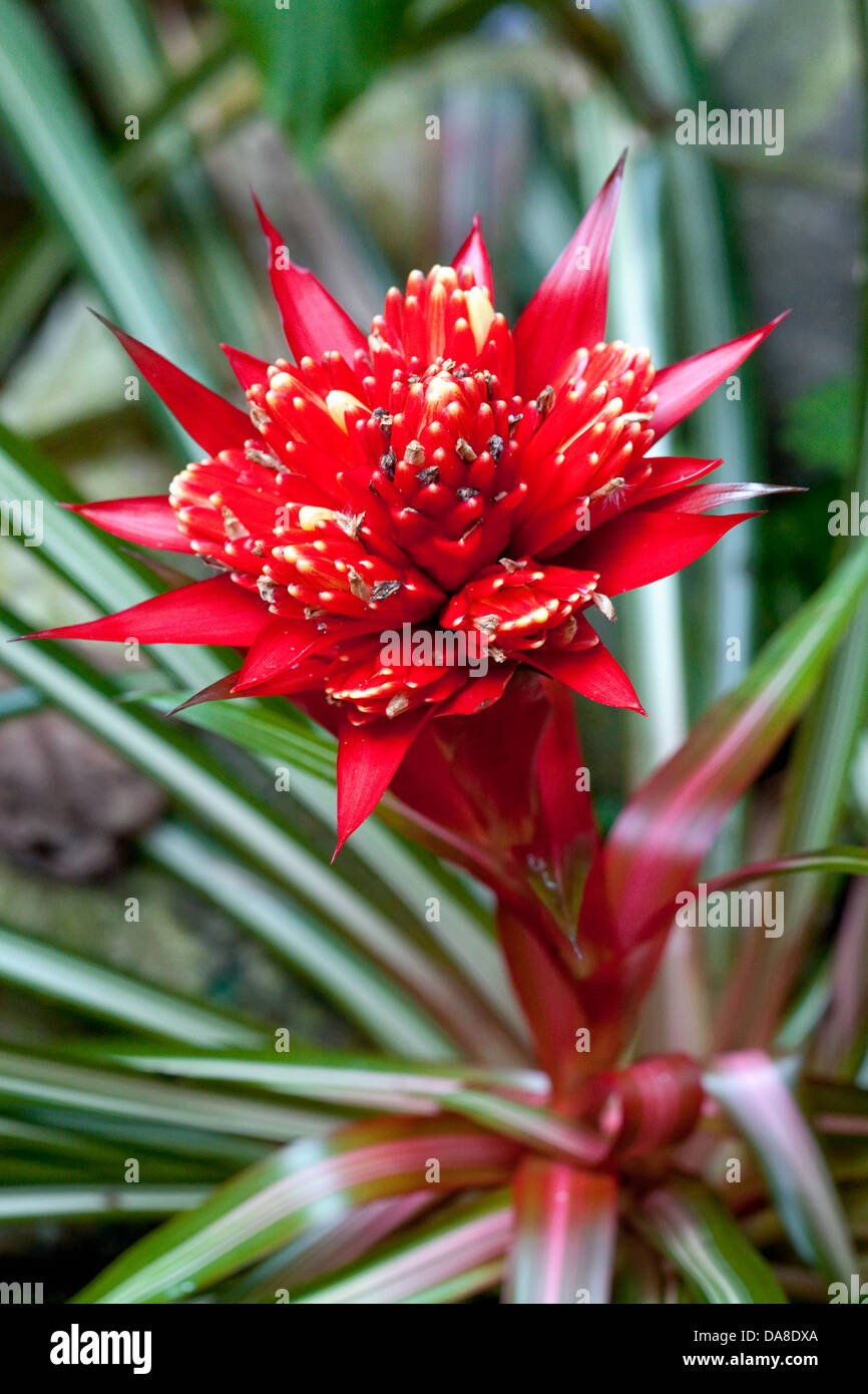 Blooming Bromeliad, Costa Rica Stock Photo