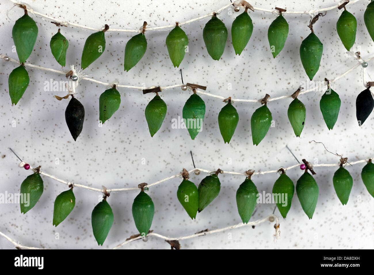Blue Morpho Butterfly chrysalises, lined up and waiting to hatch, Butterfly Farm, Costa Rica Stock Photo