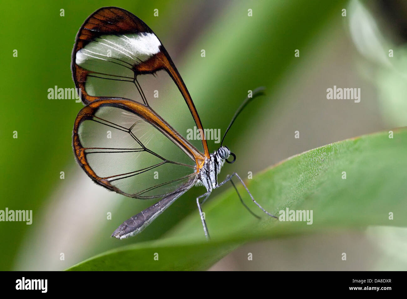 Glasswinged butterfly (Greta oto), Costa Rica Stock Photo