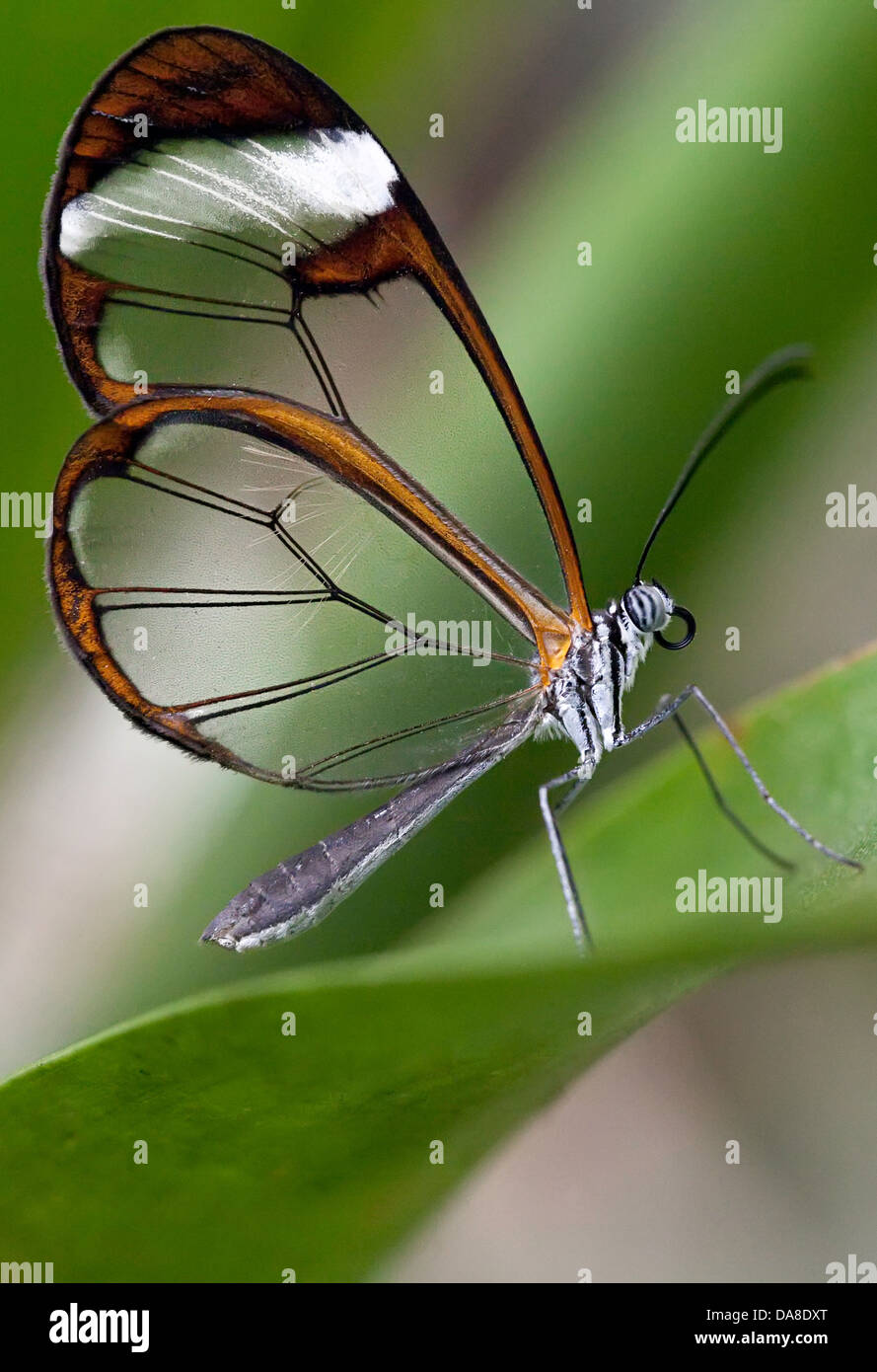 Glasswinged butterfly (Greta oto) Stock Photo