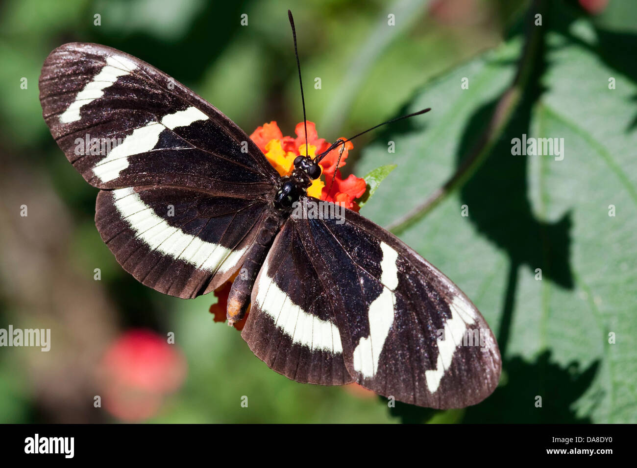 Hewitsoni Longwing (Heliconius hewitsoni) Stock Photo