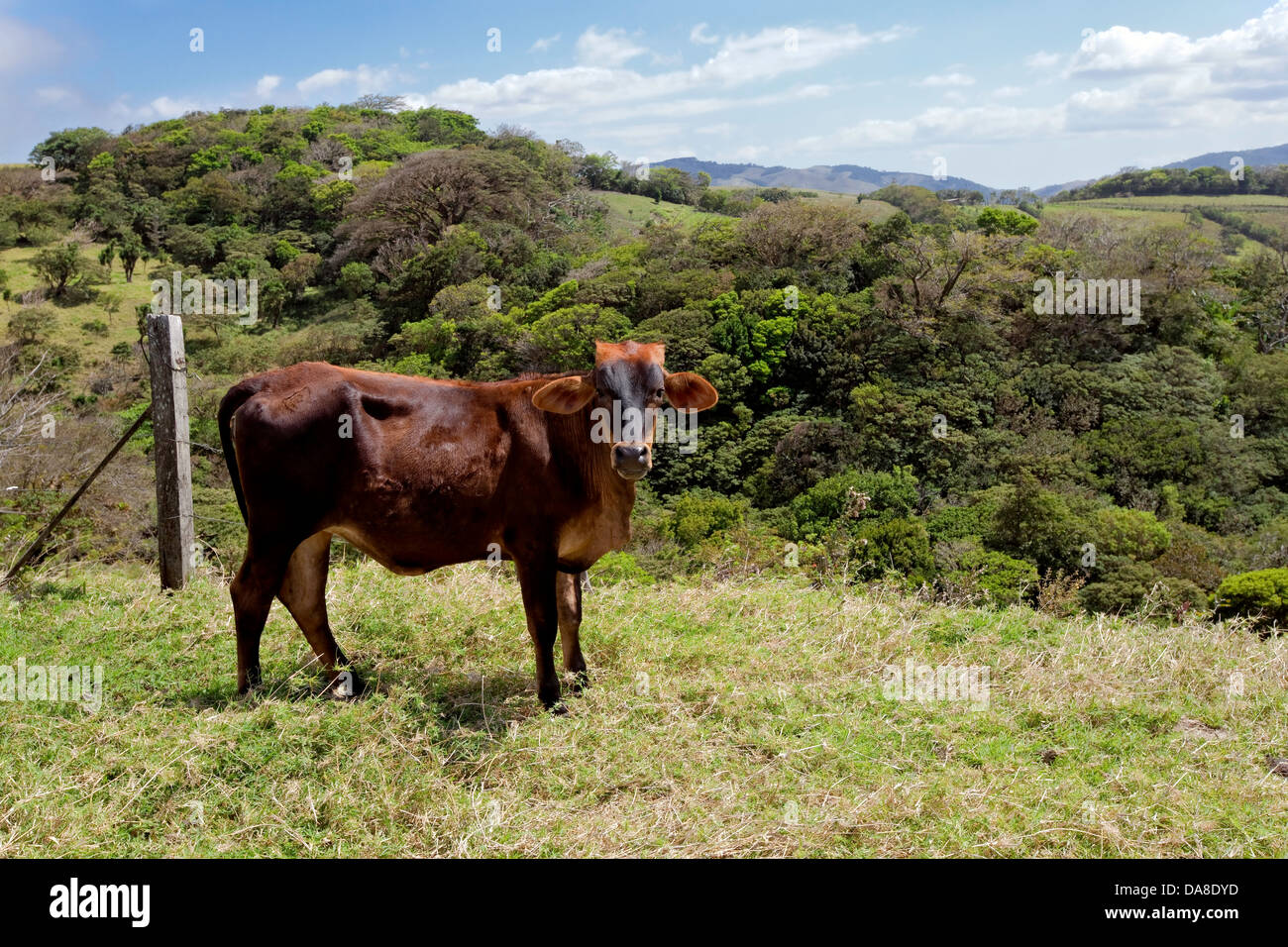 Grass fed cattle, Costa Rica Stock Photo