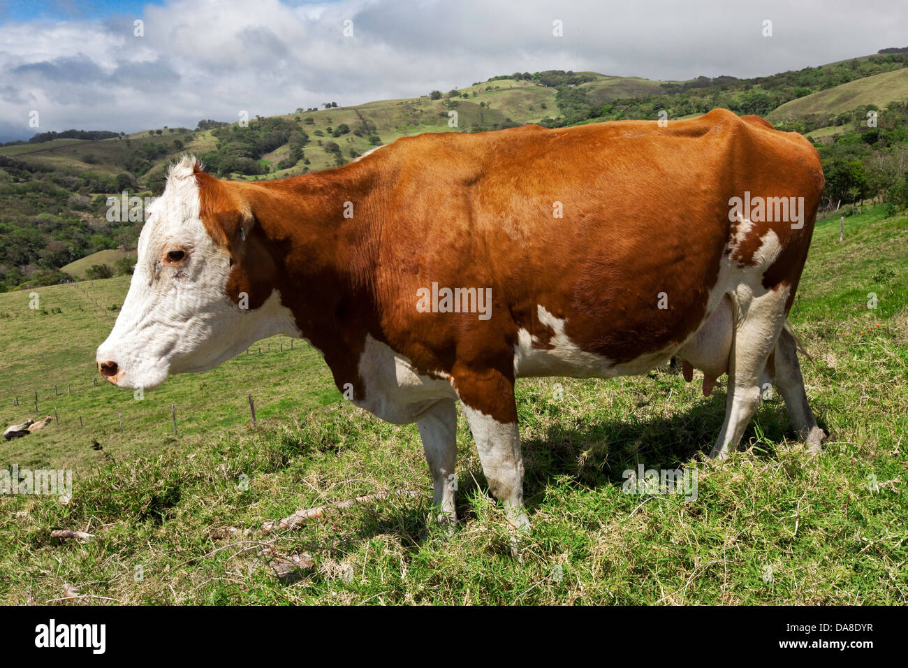 Grass fed Hereford cattle, Costa Rica Stock Photo