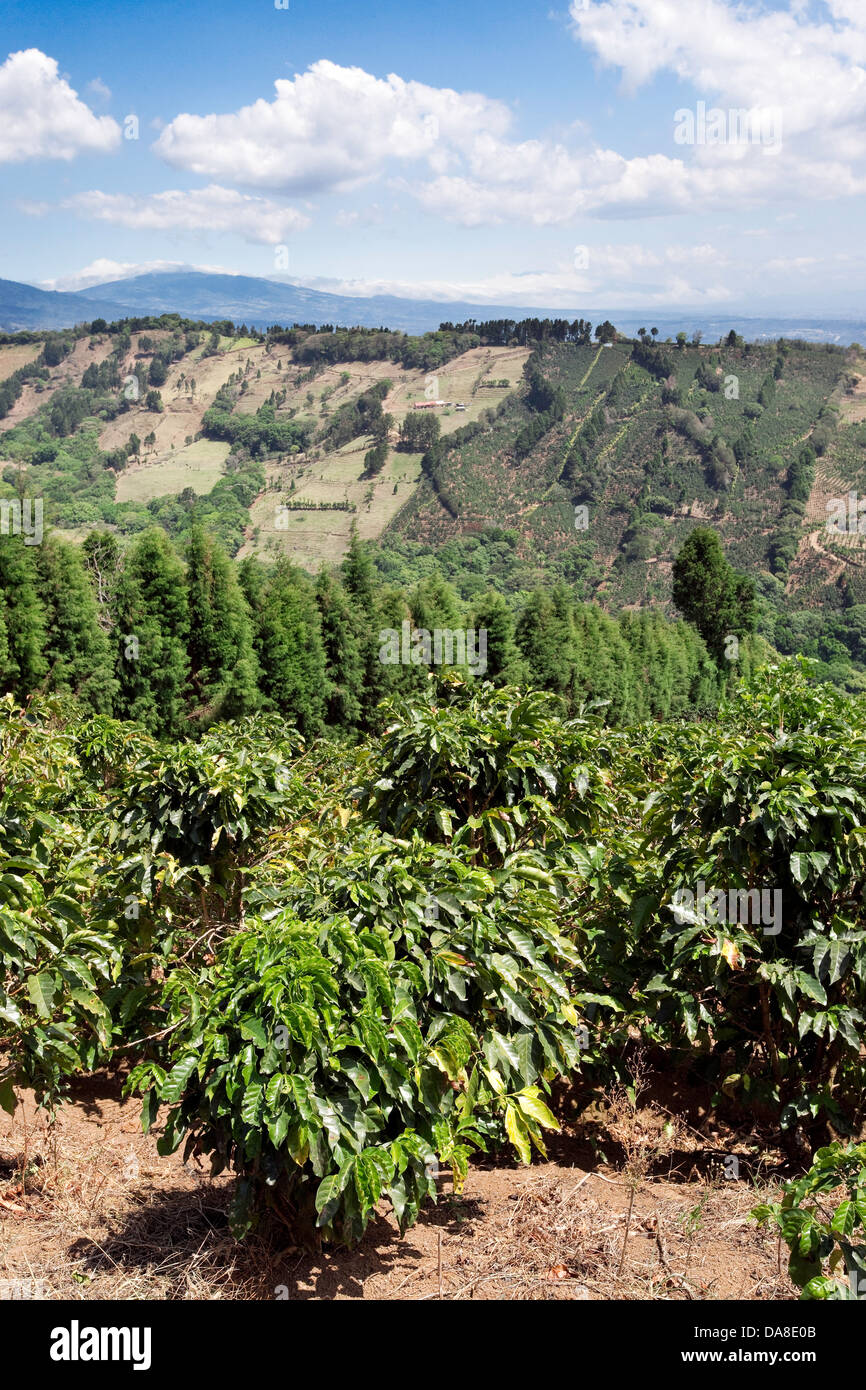 Coffee Plantation, Costa Rica Stock Photo Alamy