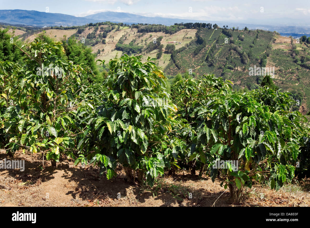 Coffee Plantation, Costa Rica Stock Photo